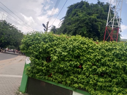 LandScaping of GWMA Lawns