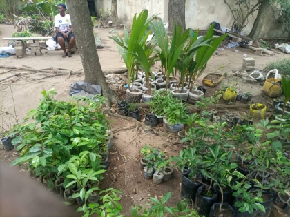 Propagation Of Seedling and Nursery Maintenance