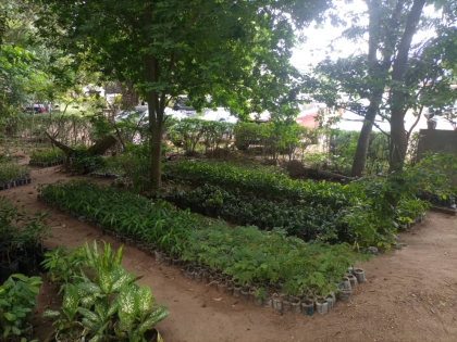 Propagation Of Seedling and Nursery Maintenance